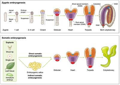 Multifaceted roles of transcription factors during plant embryogenesis